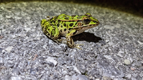 Leopardfrosch — Bild 4