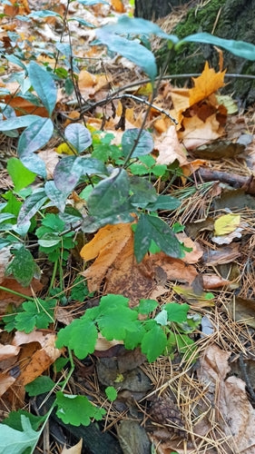 Liguster  Silberkraft
