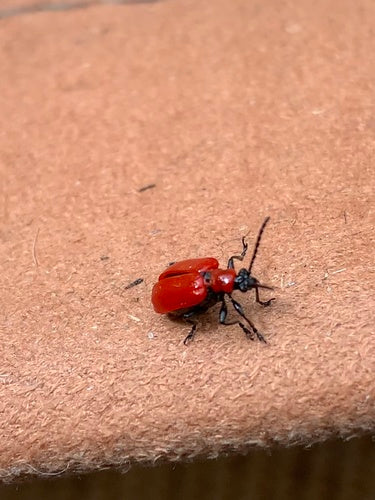 Lilienhähnchen — Bild 4