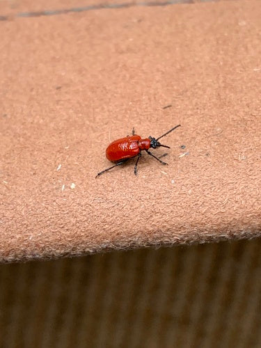 Lilienhähnchen — Bild 5