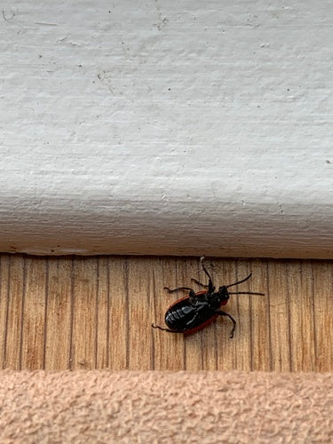 Lilienhähnchen — Bild 6