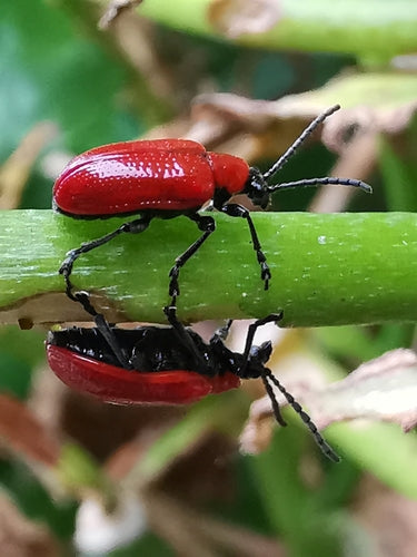 Lilienhähnchen — Bild 2