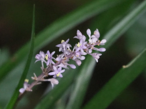 Naturaufnahme - Bild 2