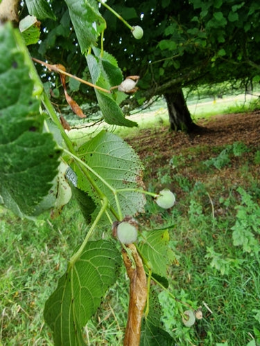 Lindenbaum — Bild 5