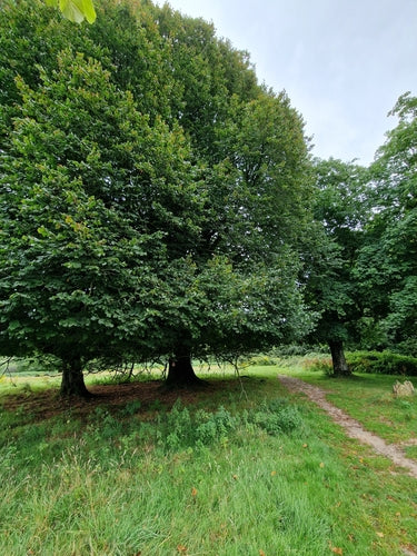 Lindenbaum — Bild 4