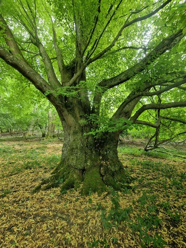Lindenbaum — Bild 3