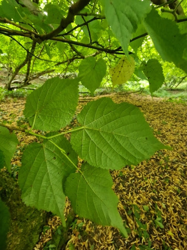 Lindenbaum — Bild 2