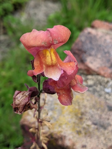 Loewenmaeulchen — Bild 5
