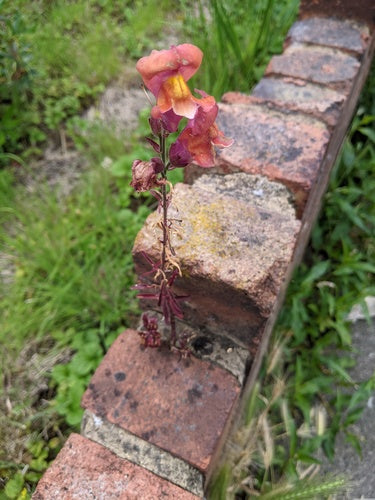 Loewenmaeulchen — Bild 4