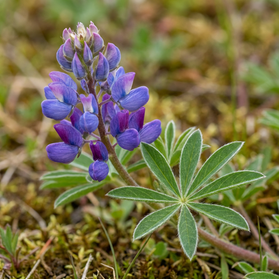 Lupinen  Silberkraft