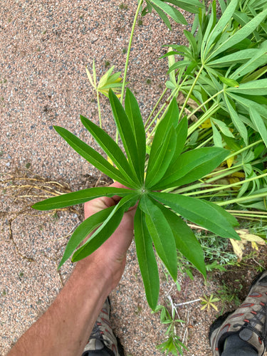 Lupinen — Bild 3