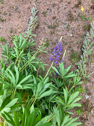Lupinen — Bild 2