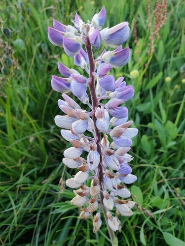 Lupinen — Bild 1