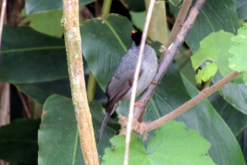 Madagaskar-Bulbul — Bild 3 von 8