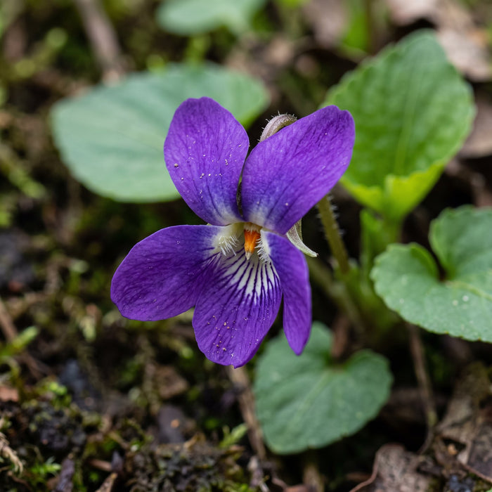 Blüte von März-Veilchen (Viola odorata) in Nahaufnahme (KI-generiert)