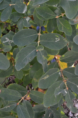 Maibeere  Silberkraft