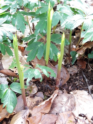 Maigloeckchen — Bild 3