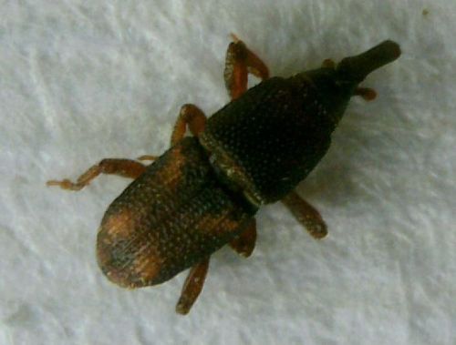 Maiskäfer — Bild 3 von 7