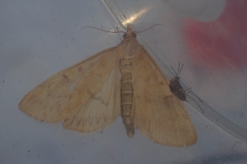 Maiszünsler - Bild 6