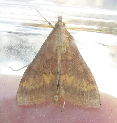 Maiszünsler - Bild 8