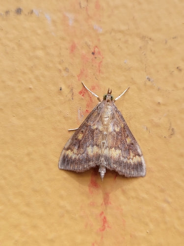 Maiszünsler - Bild 4