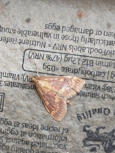 Maiszünsler - Bild 7