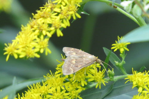 Maiszünsler - Bild 1