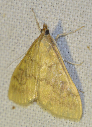 Maiszünsler - Bild 2