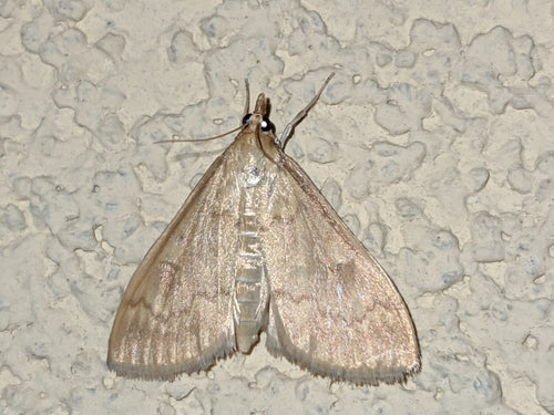 Maiszünsler — Bild 2