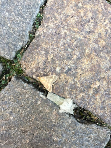 Maiszünsler - Bild 3