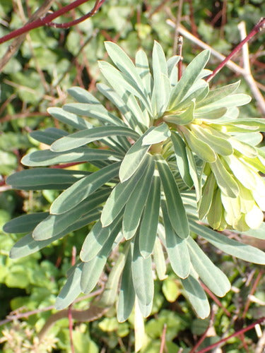 Mandel-Wolfsmilch — Bild 4 von 10