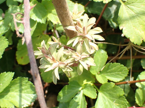 Mandel-Wolfsmilch — Bild 3 von 10
