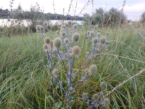 Mannstreu — Bild 1