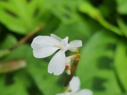 Maranta Leuconeura — Bild 5