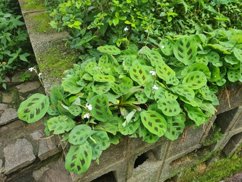 Maranta Leuconeura — Bild 4