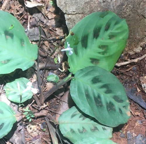 Maranta Leuconeura — Bild 1