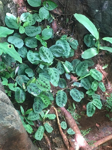 Maranta Leuconeura — Bild 3