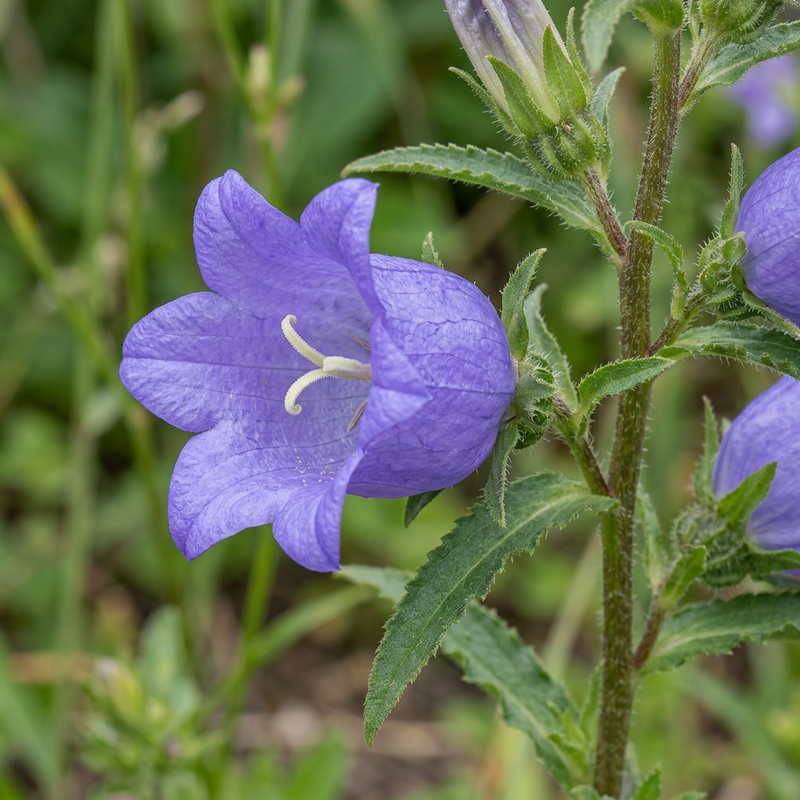 Marienglockenblume (Campanula medium), KI-Illustration