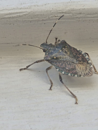 Marmorierte Baumwanze - Bild 4