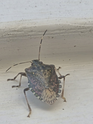 Marmorierte Baumwanze - Bild 5