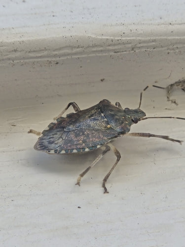 Marmorierte Baumwanze - Bild 6