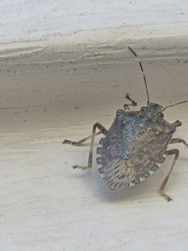 Marmorierte Baumwanze - Bild 7