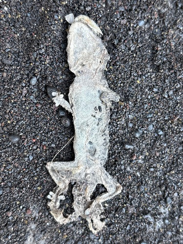 Mauergecko — Bild 5