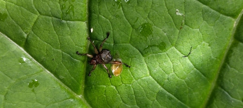 Mauerseglerlausfliege — Bild 2