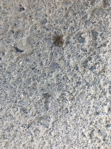 Mauerseglerlausfliege — Bild 5