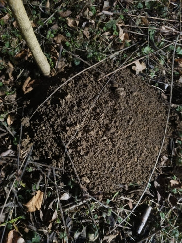 Maulwurf — Bild 1
