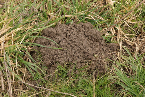 Maulwurf — Bild 4