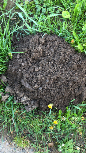 Maulwurf — Bild 5