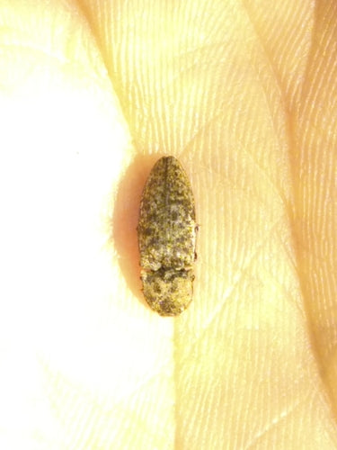 Mausgrauer Schnellkäfer — Bild 4
