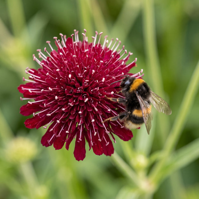Blüte von Mazedonische Witwenblume (Knautia macedonica) in Nahaufnahme (KI-generiert)
